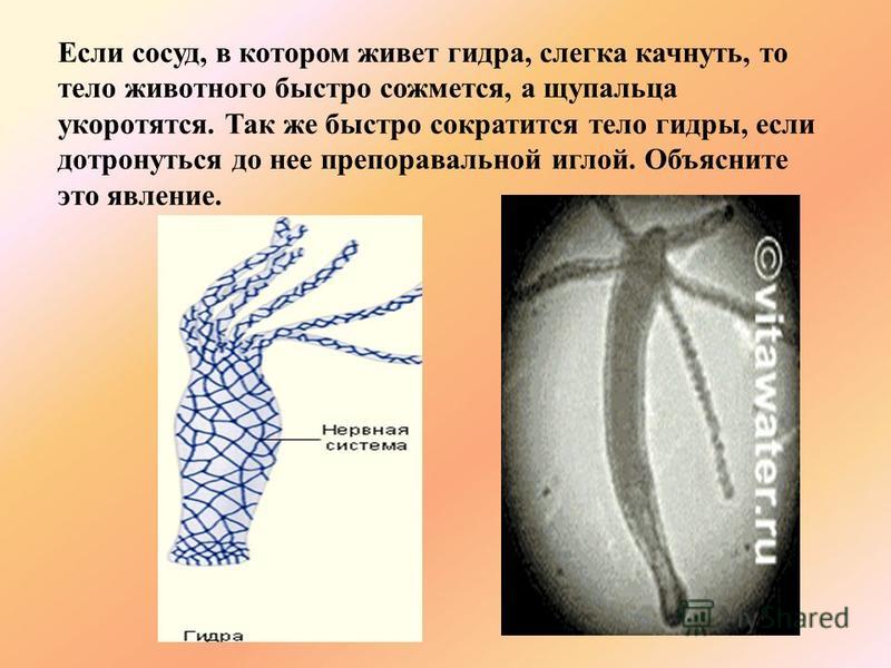 Кракен сайт ссылка тор браузере